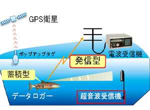 河川工作物評価（魚介類対象）のためのバイオテレメトリー調査技術